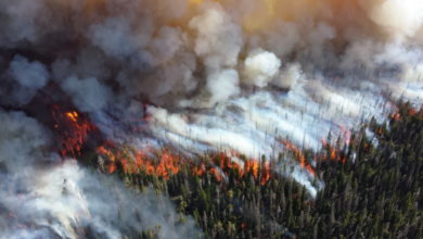 Wildfires with Artificial Intelligence