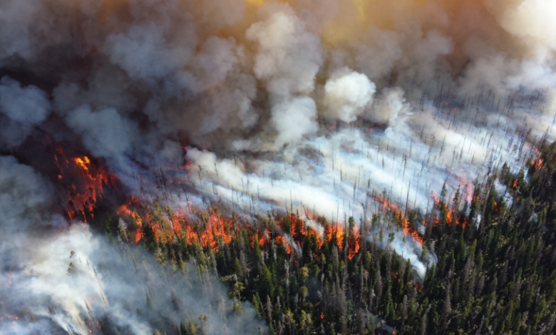 Wildfires with Artificial Intelligence