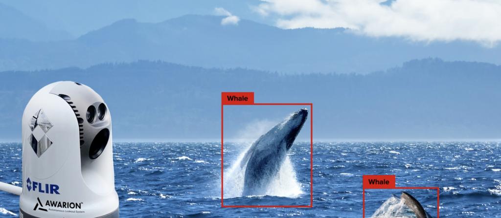 Using Deep-Learning AI to Protect Marine Mammals | The AI Journal