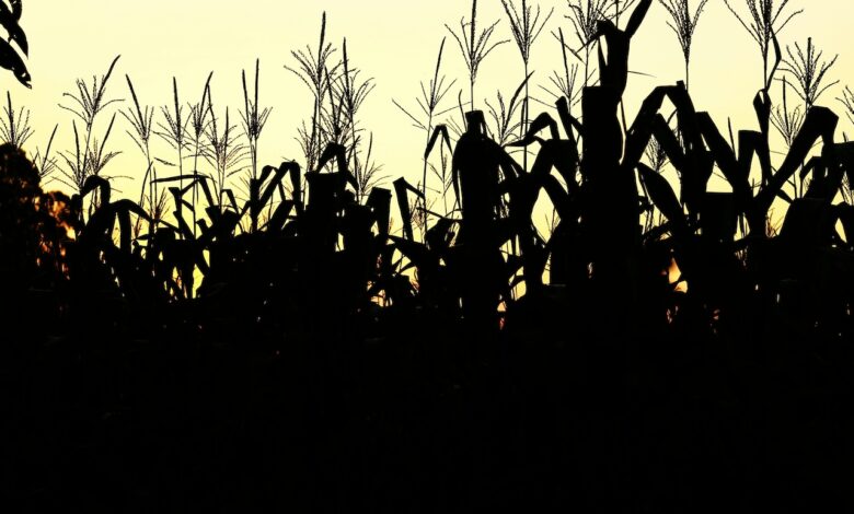 Building a Smarter, Fairer Food System