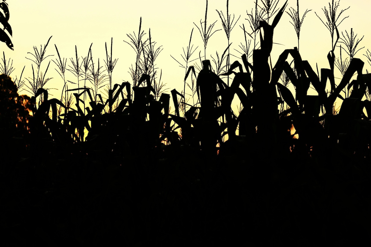 Building a Smarter, Fairer Food System