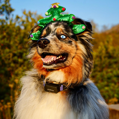 AI in Healthcare: From Predictive Analytics to Pet Care