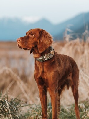 HALO COLLAR AND REALTREE UNITE TO BRING SAFETY AND STYLE TO LIFE OUTDOORS