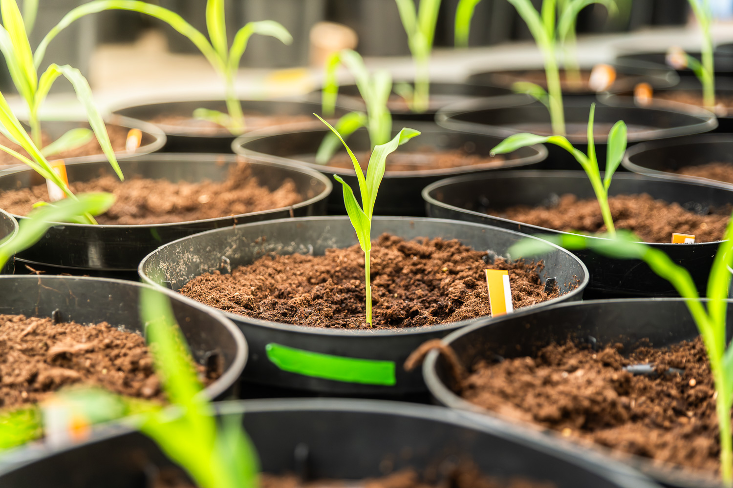 AI and the Future of Crop Innovation | The AI Journal